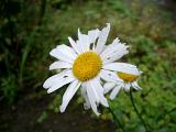 Wet bedraggled white summer daisy with damaged petals or rays and water droplets against a green background